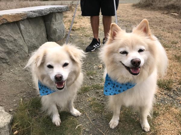 /Images/uploads/Friends of Seal Beach Animal Care Center/2022sbacc/entries/20963thumb.jpg